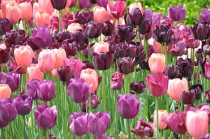 tulipes roses et violettes