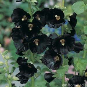 roses trémières noires